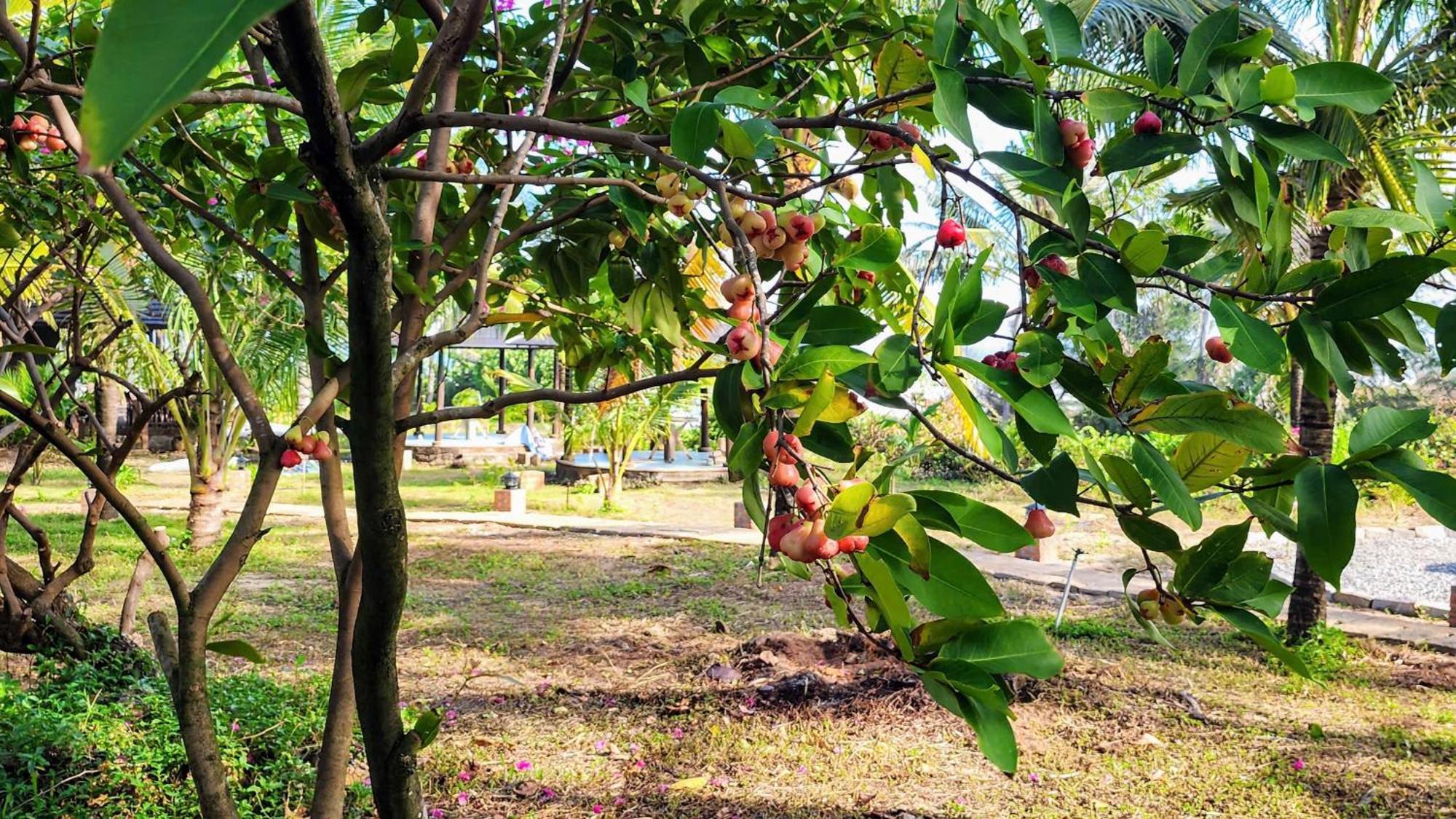 Zen Resort - Villa Beach- Garden Xom Tram Luaran gambar